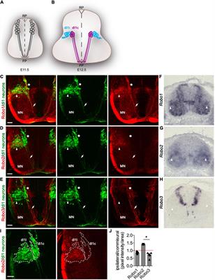 Robo2 Receptor Gates the Anatomical Divergence of Neurons Derived From a Common Precursor Origin